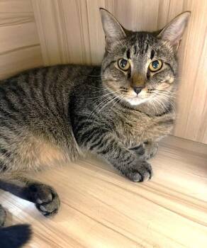 Prince -  Domestic Short Hair Cat for Adoption in Medina, Ohio - Prince | PetCurious