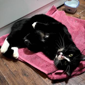 Domestic Short Hair Cats Available for Adoption - Clarence | PetCurious