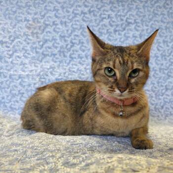 Mama Molly -  Domestic Short Hair Cat for Adoption in Mt. Juliet, Tennessee - Mama Molly | PetCurious