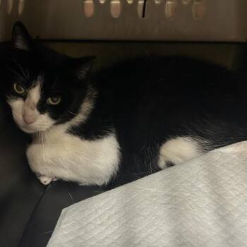 Sahara -  Domestic Short Hair Cat for Adoption in Salt Lake City, Utah - Sahara | PetCurious