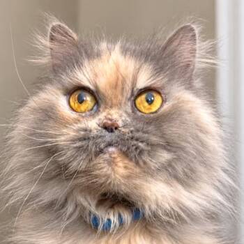 DELPHINE DELIGHT - PERSIAN PRINCESS -  Persian Cat for Adoption in Oakwood, Georgia - DELPHINE DELIGHT - PERSIAN PRINCESS | PetCurious