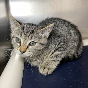 Rescue Domestic Short Hair Cats for Adoption in Roanoke, Virginia - JoJo | PetCurious