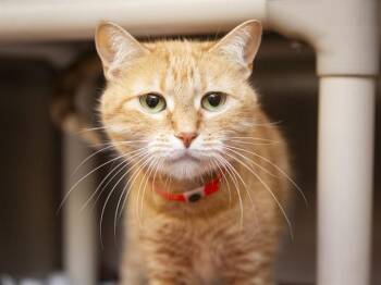 DORA -  British Shorthair and Domestic Short Hair Cat for Adoption in Phoenix, Arizona - DORA | PetCurious