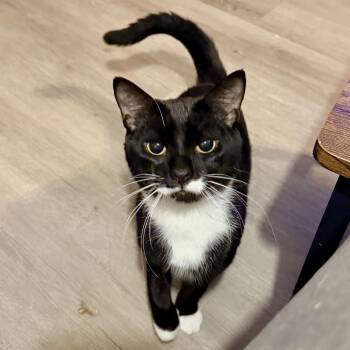 Gengar -  Domestic Short Hair Cat for Adoption in Syracuse, New York - Gengar | PetCurious