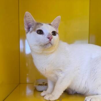 Domestic Short Hair Cats Available for Adoption - James | PetCurious