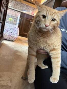 Romano -  Domestic Short Hair Cat for Adoption in Fairfax, Virginia - Romano | PetCurious