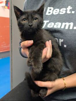 Sienna -  Domestic Short Hair Cat for Adoption in Newburgh, Indiana - Sienna | PetCurious