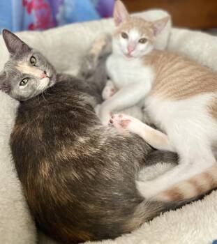 Rescue American Shorthair and Dilute Tortoiseshell Cats for Adoption in Mission Viejo, California - Theo & Meowgarita | PetCurious