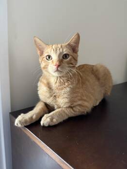 Rescue Domestic Short Hair Cats for Adoption in Albany, New York - Jaylen | PetCurious