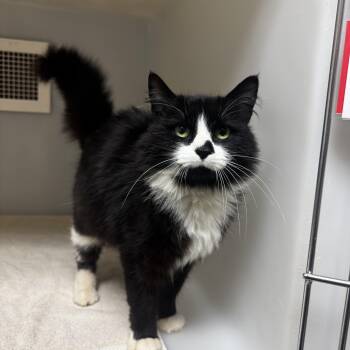Domestic Long Hair Cats Available for Adoption in Charlotte, North Carolina - Percilla | PetCurious
