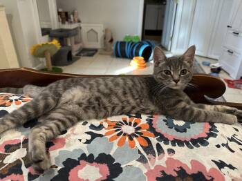 Zola - KITTEN in foster -  Domestic Short Hair Cat for Adoption in Alexandria, Virginia - Zola - KITTEN In Foster | PetCurious