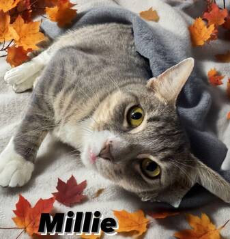 Rescue Domestic Short Hair Cats for Adoption in Central Islip, New York - Millie Tag #1427 | PetCurious