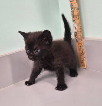 Rescue Domestic Short Hair Cats for Adoption in Athens, Tennessee - Squirrel | PetCurious