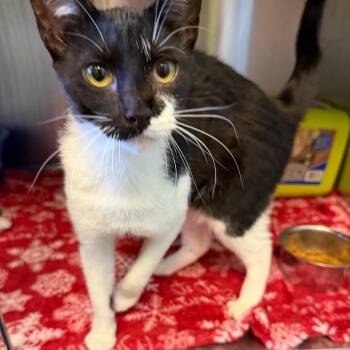 Domestic Short Hair Cats Available for Adoption - Joann | PetCurious
