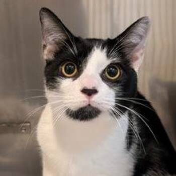 Domestic Short Hair Cats Available for Adoption in Portland, Oregon - Kai | PetCurious