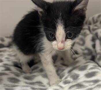 Domestic Short Hair Cats Available for Adoption in Ontario, California - MUSHU - NEEDS A FOSTER | PetCurious