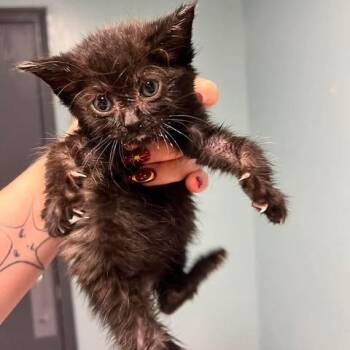 Mamba -  Domestic Short Hair Cat for Adoption in Edwardsville, Illinois - Mamba | PetCurious