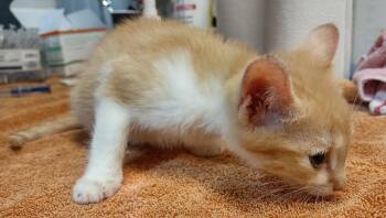 Domestic Short Hair Cats Available for Adoption in Albemarle, North Carolina - Birdie | PetCurious