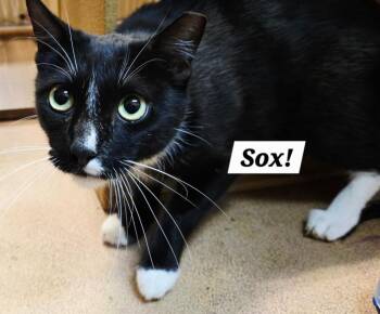 Domestic Short Hair Cats Available for Adoption - Sox | PetCurious