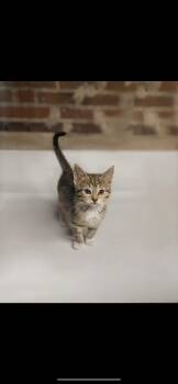 Rescue Domestic Short Hair Cats for Adoption in West Lawn, Pennsylvania - Mocha | PetCurious