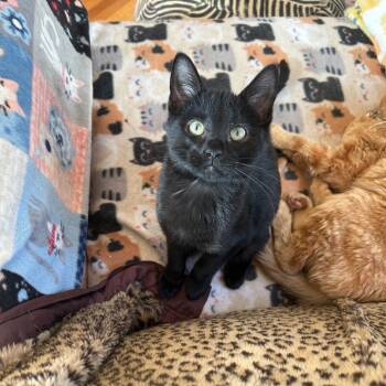 Rescue Domestic Short Hair Cats for Adoption in Saint Paul, Minnesota - Hefty | PetCurious