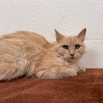 Sandy -  Domestic Medium Hair Cat for Adoption in Lyndhurst, Virginia - Sandy | PetCurious