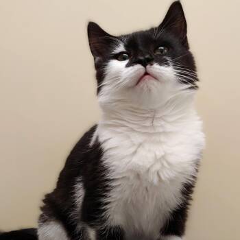 Rescue Domestic Short Hair Cats for Adoption in Belmont, New York - Cookie | PetCurious