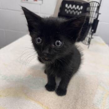 Celia -  Domestic Short Hair Cat for Adoption in West Palm Beach, Florida - Celia | PetCurious