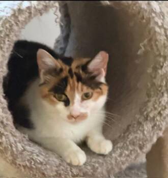 Sabrina -  Domestic Short Hair and Calico Cat Available for Adoption in Bardstown, Kentucky - Sabrina | PetCurious