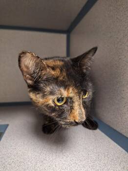 Little Bit -  Domestic Short Hair Cat for Adoption in Liverpool, New York - Little Bit | PetCurious