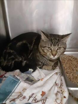 Rescue Domestic Short Hair Cats for Adoption in Hagerstown, Maryland - RUMPELSTILTSKIN | PetCurious