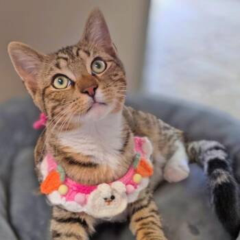Domestic Short Hair Cats Available for Adoption in Galveston, Texas - Katza | PetCurious