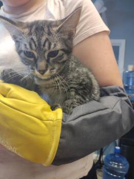 Domestic Short Hair Cats Available for Adoption in Liberty, New York - Houdini | PetCurious