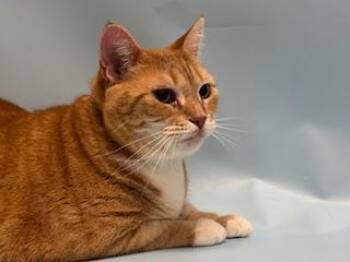 Penny -  Domestic Short Hair Cat for Adoption in Golden Valley, Minnesota - Penny | PetCurious