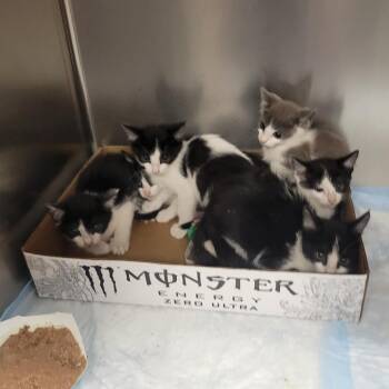 70s Rock Band 6 -  Domestic Short Hair Cat for Adoption in Westminster, California - 70s Rock Band 6 | PetCurious