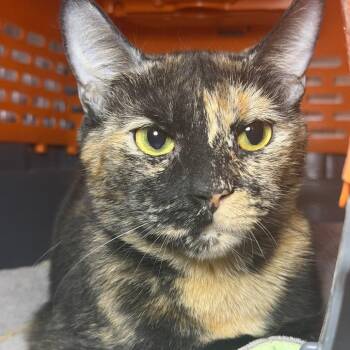 Domestic Short Hair Cats Available for Adoption - Peyton | PetCurious