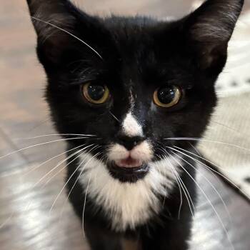 Domestic Short Hair Cats Available for Adoption - Stashe | PetCurious