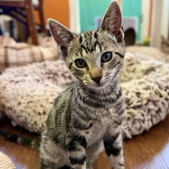 Nico -  Domestic Short Hair Cat for Adoption in Greenfield, California - Nico | PetCurious