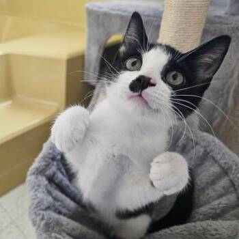 Lion L. Messi -  Tuxedo and Domestic Short Hair Cat for Adoption in Corpus Christi, Texas - Lion L. Messi | PetCurious