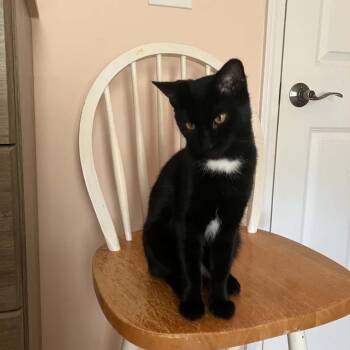 Salem -  Domestic Short Hair Cat for Adoption in Jasper, Indiana - Salem | PetCurious