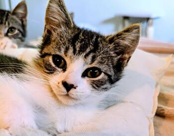 Rescue Tabby Cats for Adoption in Export, Pennsylvania - Sophie | PetCurious