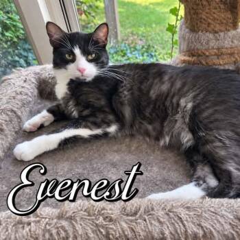 Everest and Olympus -  Domestic Short Hair Cat for Adoption in Hamilton, Michigan - Everest And Olympus | PetCurious