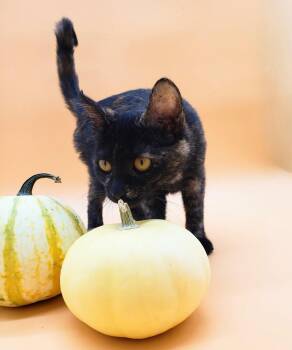 Rescue Domestic Short Hair Cats for Adoption in Springfield, Missouri - Toffee | PetCurious