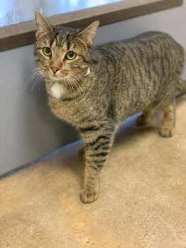 Dora -  Domestic Short Hair Cat for Adoption in West Chester, Pennsylvania - Dora | PetCurious