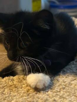 Sleepy -  Domestic Short Hair Cat for Adoption in Hinckley, Illinois - Sleepy | PetCurious