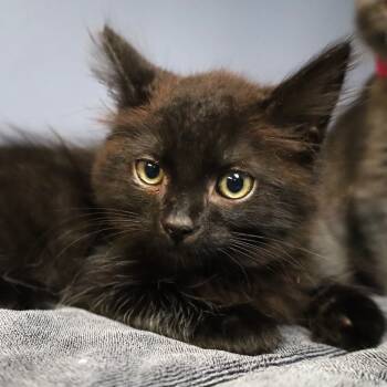 Rescue Domestic Medium Hair Cats for Adoption in Lakeland, Florida - Dracula | PetCurious