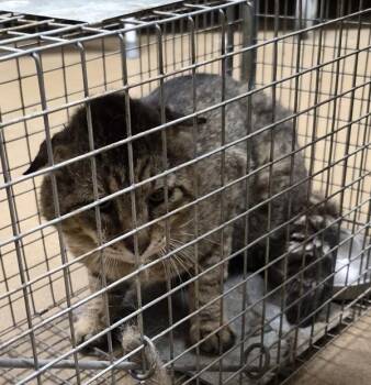 Domestic Medium Hair Cats Available for Adoption in Lawrenceville, Georgia - If-11d | PetCurious