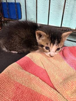 Terry Labonte -  Domestic Medium Hair Cat for Adoption in Rockport, Texas - Terry Labonte | PetCurious
