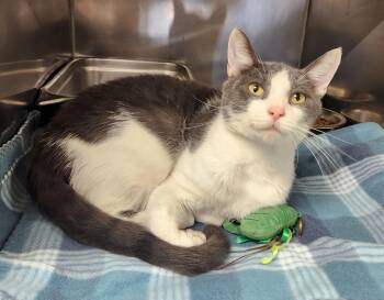 Theodore -  Domestic Short Hair Cat for Adoption in Clayton, New Jersey - Theodore | PetCurious