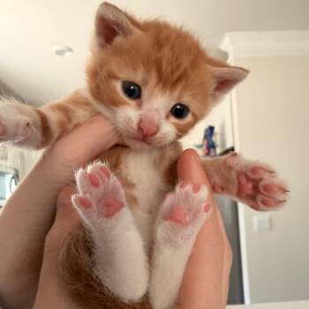 Domestic Short Hair Cats Available for Adoption in Inman, South Carolina - Georgie | PetCurious